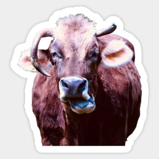 Most ugly Swiss cow Sticker